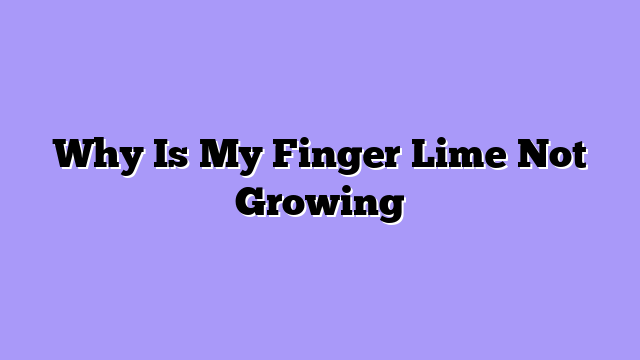 Why Is My Finger Lime Not Growing