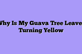 Why Is My Guava Tree Leaves Turning Yellow