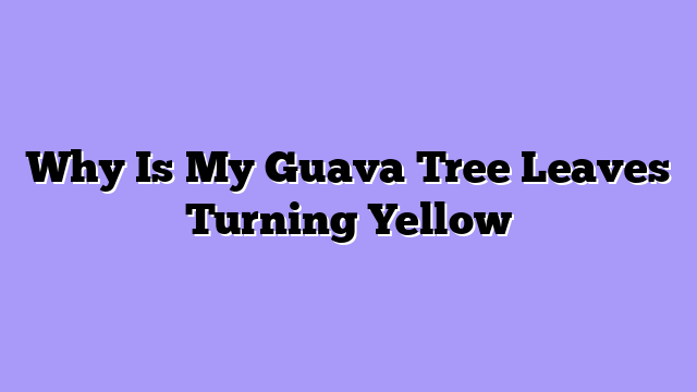 Why Is My Guava Tree Leaves Turning Yellow