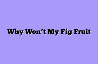 Why Won’t My Fig Fruit