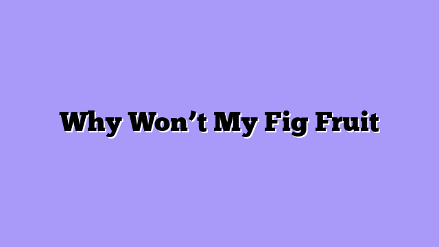 Why Won’t My Fig Fruit