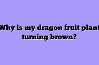 Why is my dragon fruit plant turning brown?