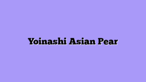 Yoinashi Asian Pear