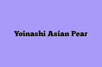 Yoinashi Asian Pear